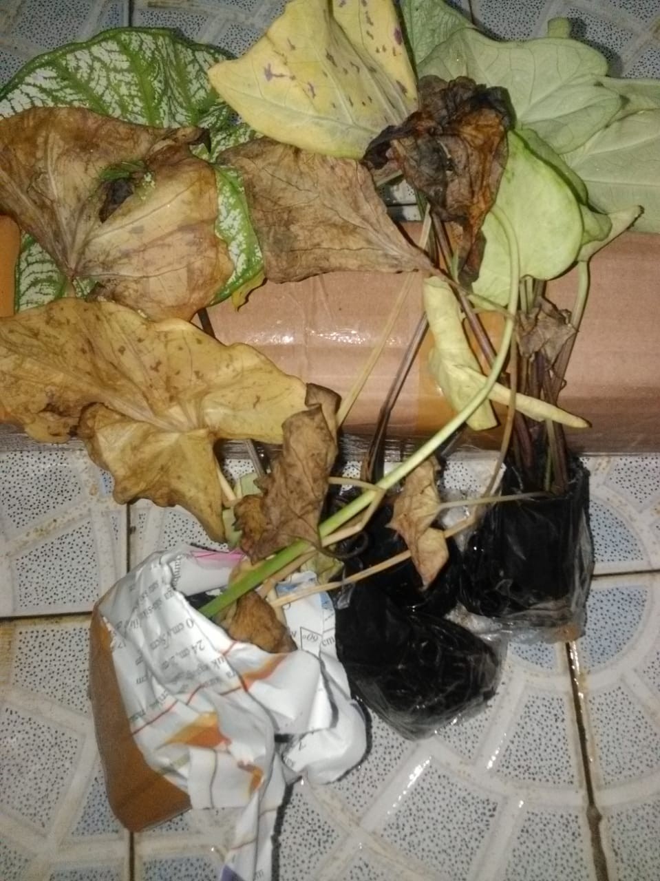 Tanaman Hias Caladium Bercak Merah Keladi Bercak Darah Garis Putih