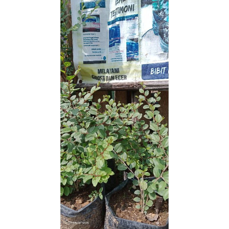 pohon bibit bidara