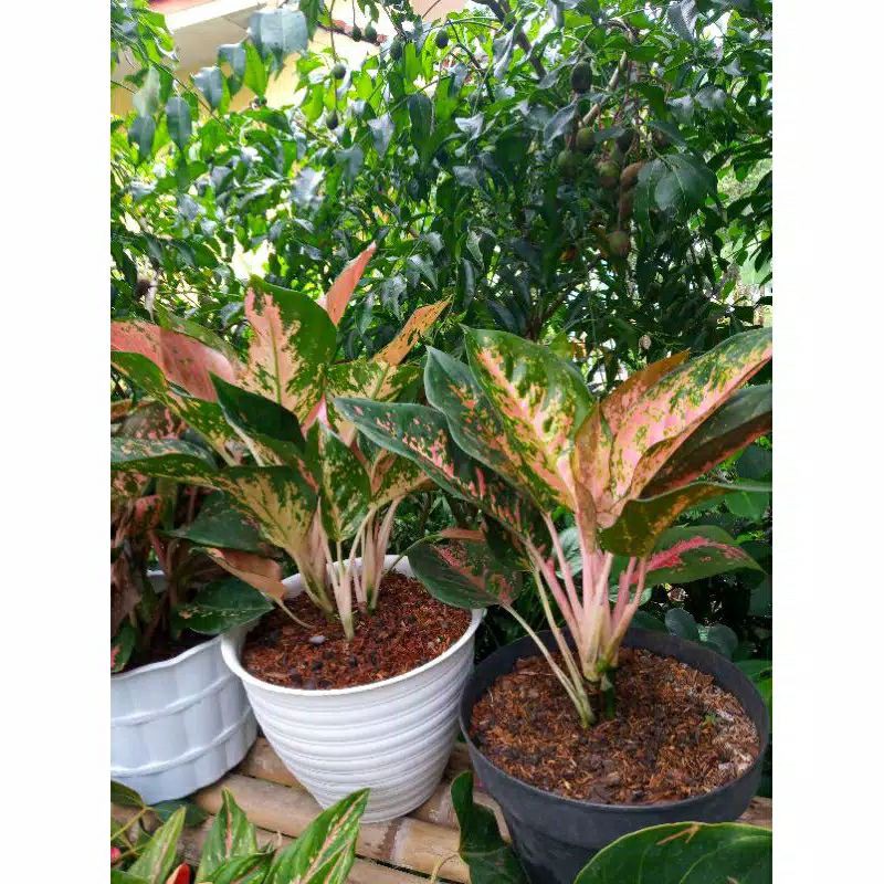 promo Aglonema kocin paramuay