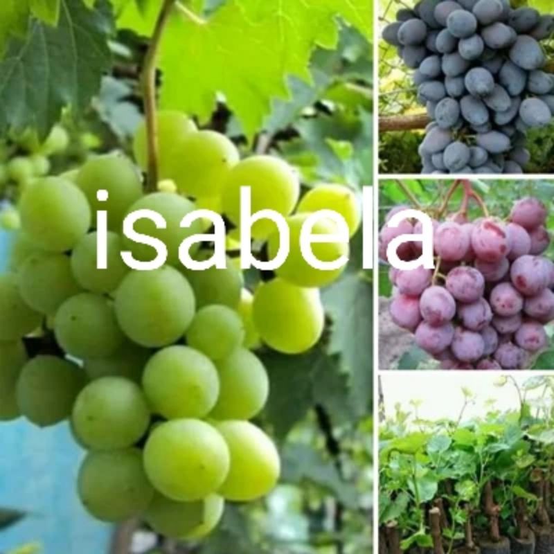 Isabella