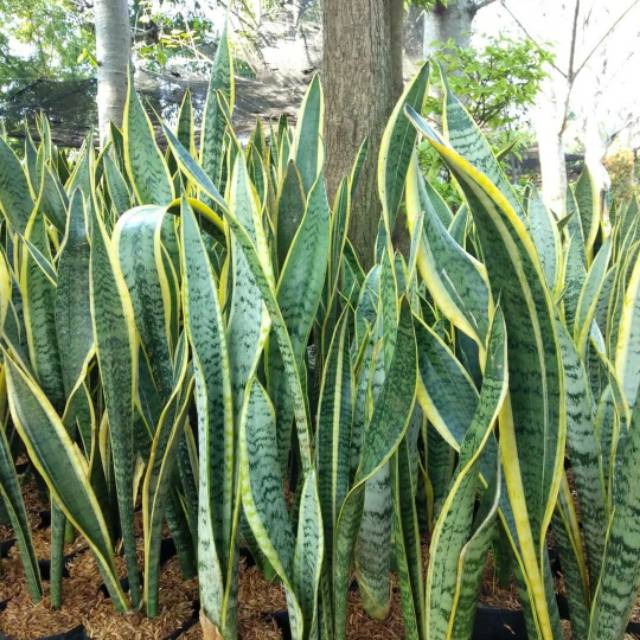 Paket sensivera siap tanam ? lidah mertua