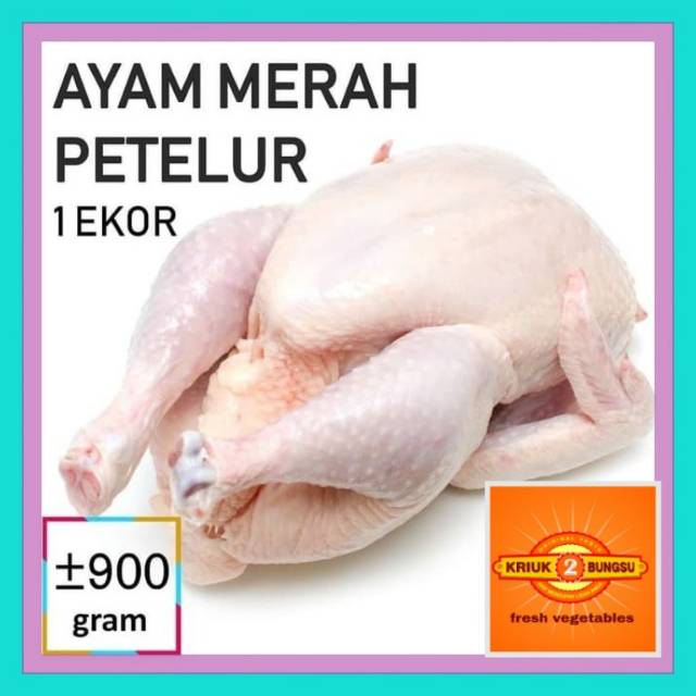 Ayam merah / ayam petelur