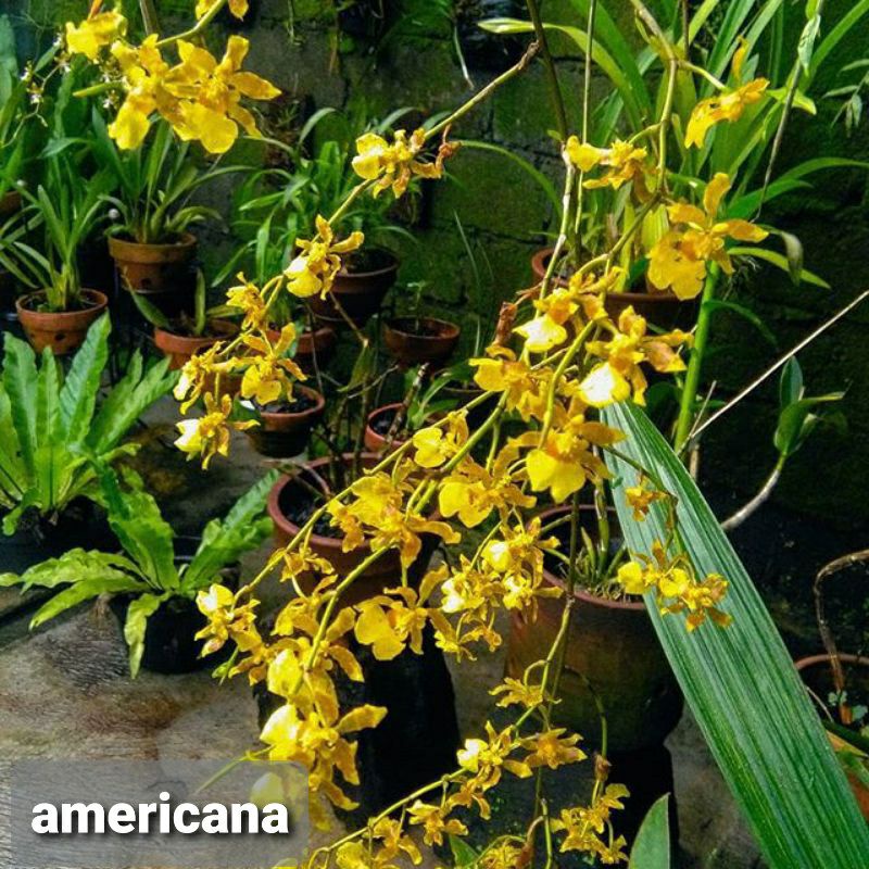 oncidium americana +golden shower (paket duo)