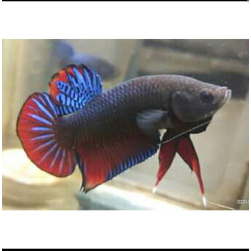 jual ikan cupang bagan berkualitas