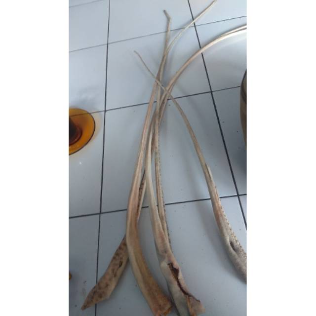 Pecut cemeti ekor pari ikan peh not tulang tanduk taring duyung gaharu cendana tarcan tarber tarbi