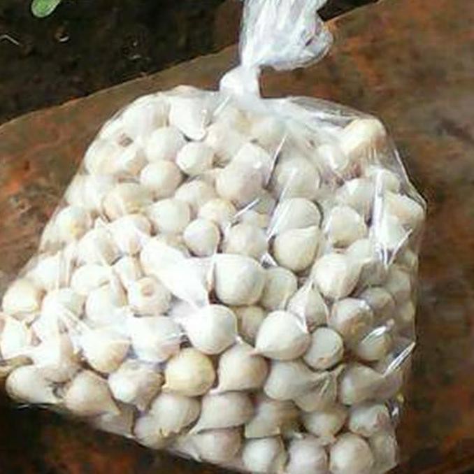 

Bawang Putih Tunggal/Bawang Lanang 250gram Herbal alami