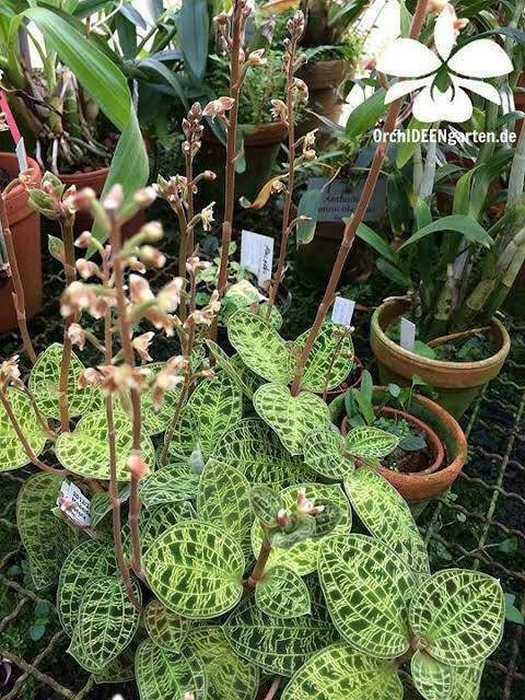 jewel orchid atau macodes petolla