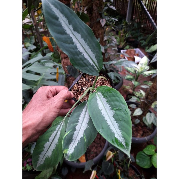 HOMALOMENA SP