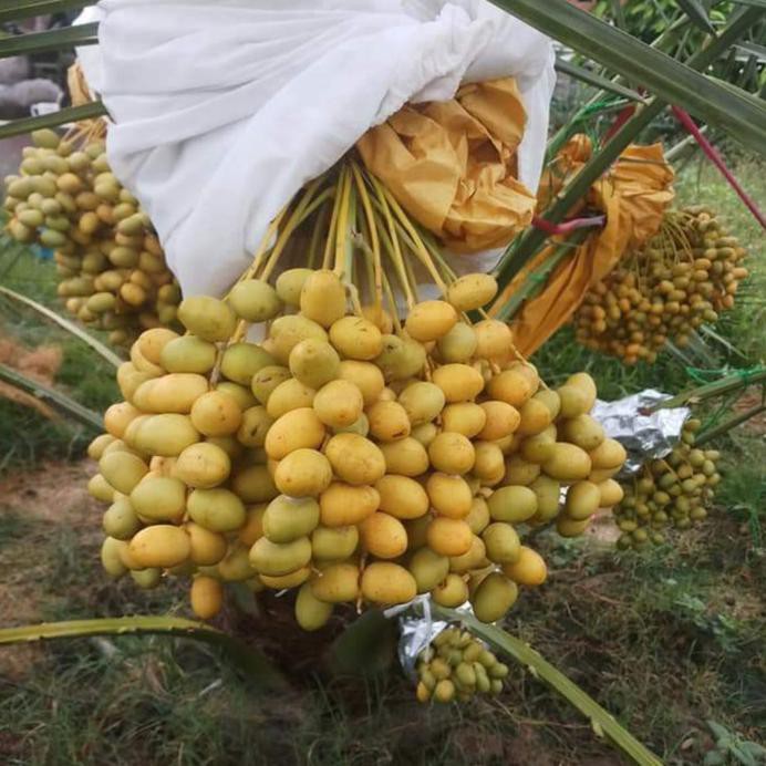 Bibit Buah Kurma Tropis Siap Tanam *_$