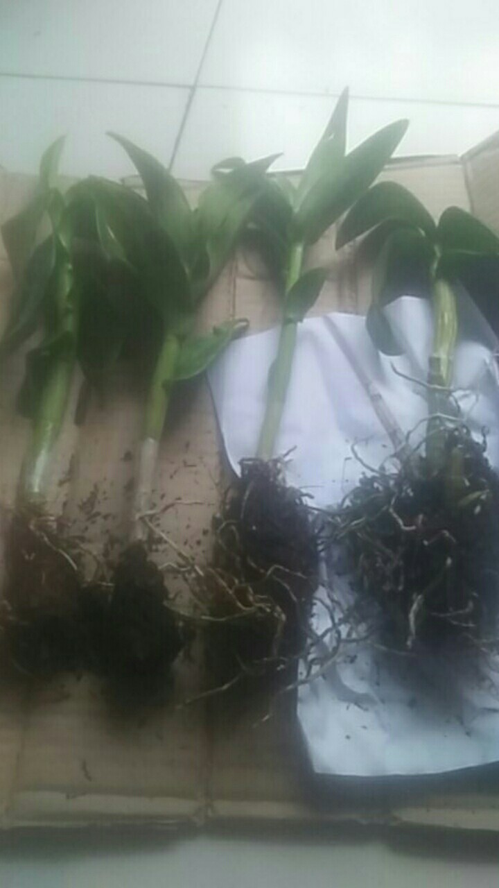 Anggrek Dendrobium Chanel Harum -jati Asih