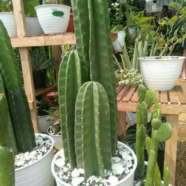 Tanaman Kaktus  koboi isi 3 free pot  Shopee  Indonesia