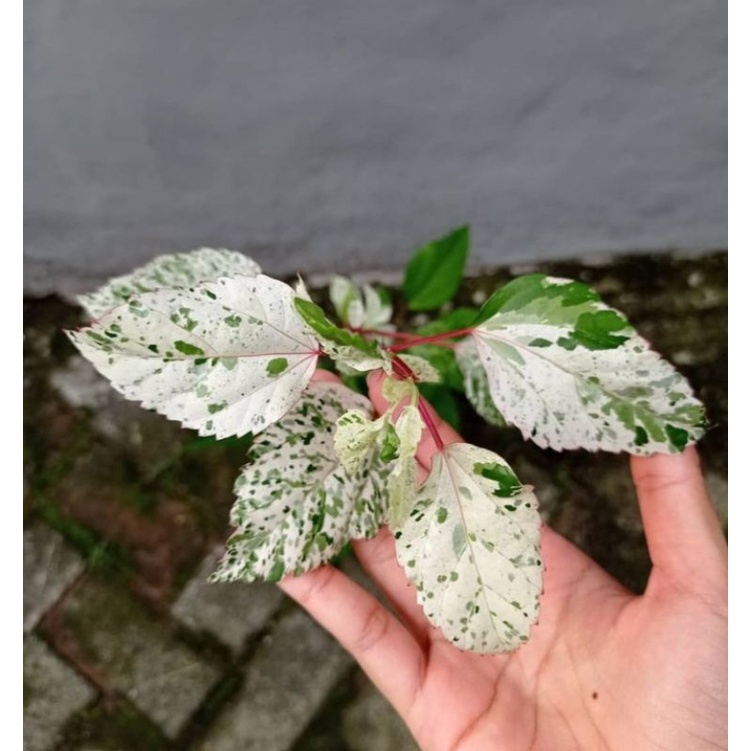 Tanaman hias bunga sepatu variegata