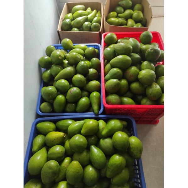 

Alpukat Mentega Jumbo/Super (isi 2-3 biji per kg)