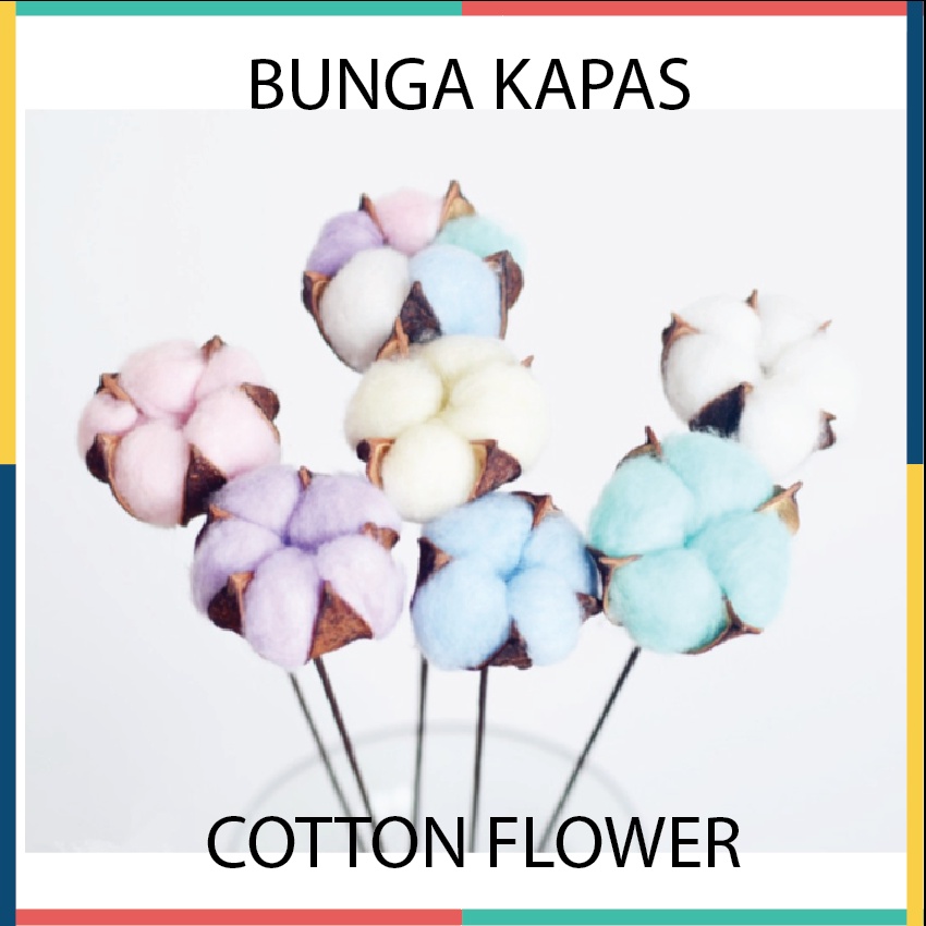 Bunga Kapas Asli Cotton Flower Single Stem Dekorasi Hiasan Bunga Artificial per tangkai