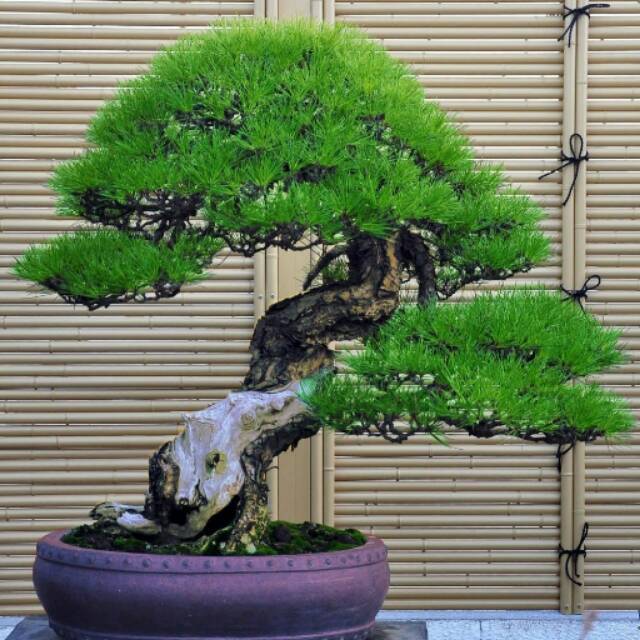 Benih Bibit Biji Japanese Pine Tree Biji Pohon Pinus Thunbergii (isi 3 biji)