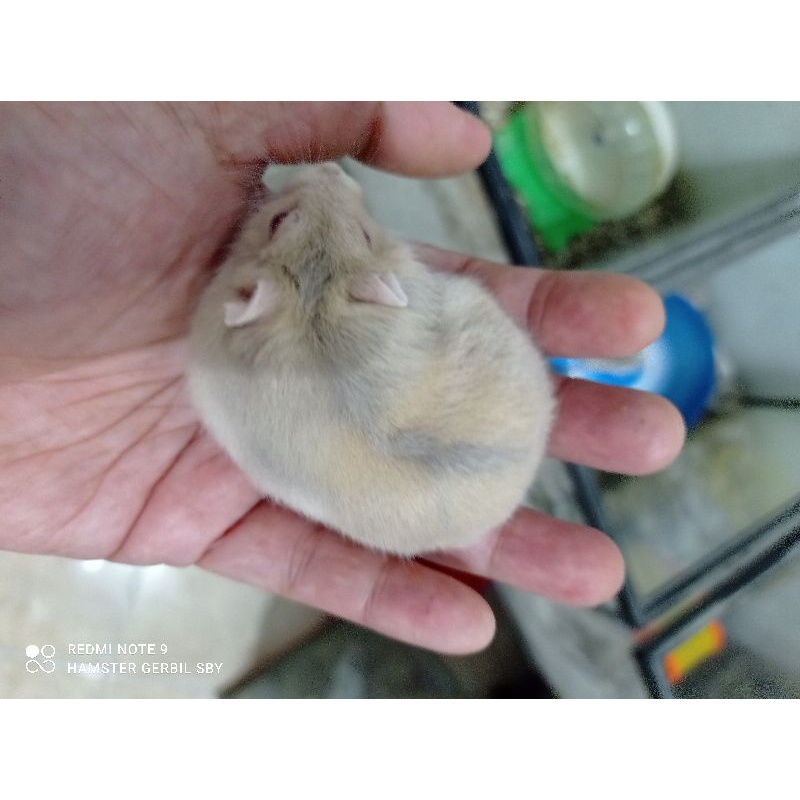 Indukan Hamster winter white jinak gembul via instan grab