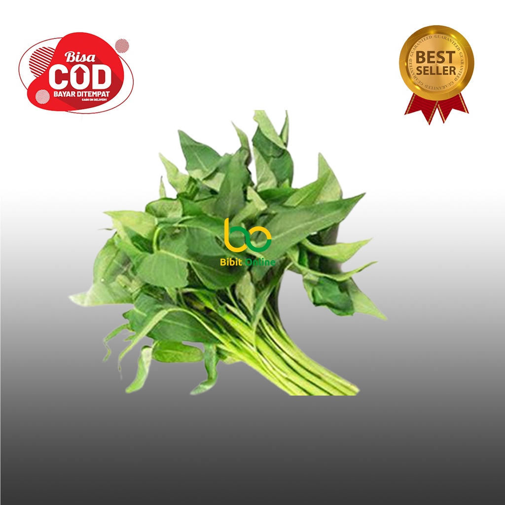 

SAYUR KANGKUNG PER IKAT bibit online