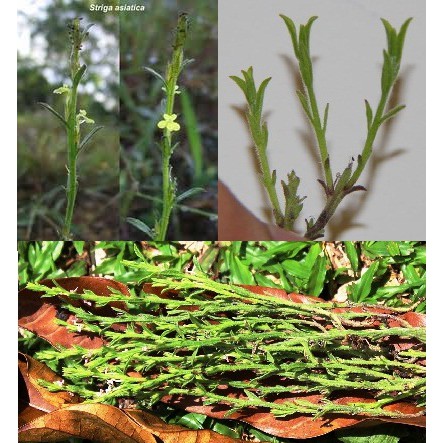 

Rumput Jarum Mas per 100 Gram