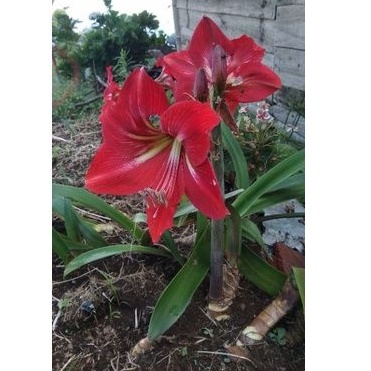 Umbi amarilis/bunga amarilis/bibit bunga amarilis/bibit umbi amarilis merah-2