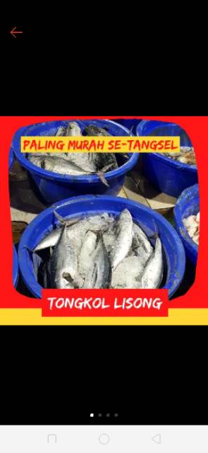 

RB22 TONGKOL BATIK segar