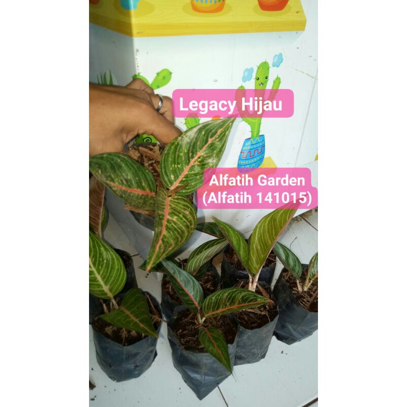 tanaman hias aglonema legacy hijau-Legacy Hijau-LEGACY HIJAU-Aglonema Legacy Hijau/Legacy PROMO