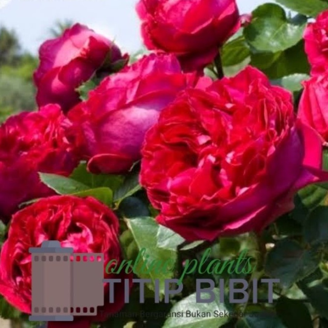 Tanaman Bunga Mawar Red Eden Dewasa Berbunga Import Rose