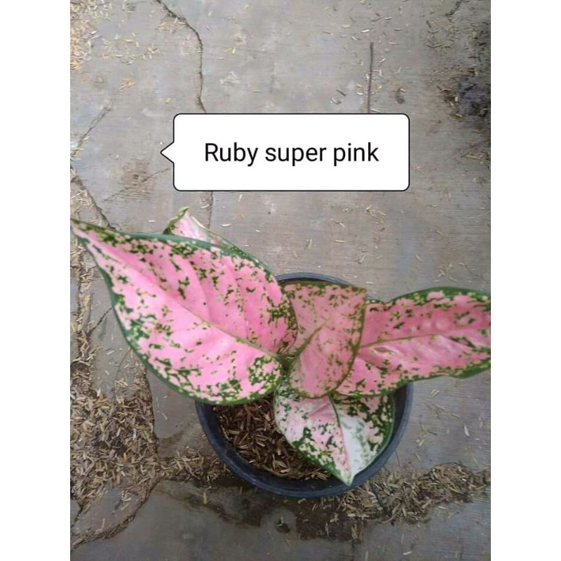 AGLONEMA RUBY SUPER PINK DEWASA