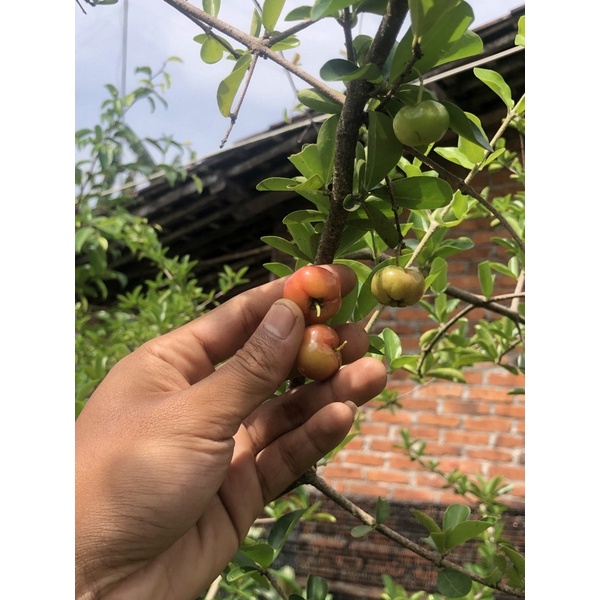 BIBIT BONSAI/BUAH SIANCI MANIS (FRESH CUTTING)