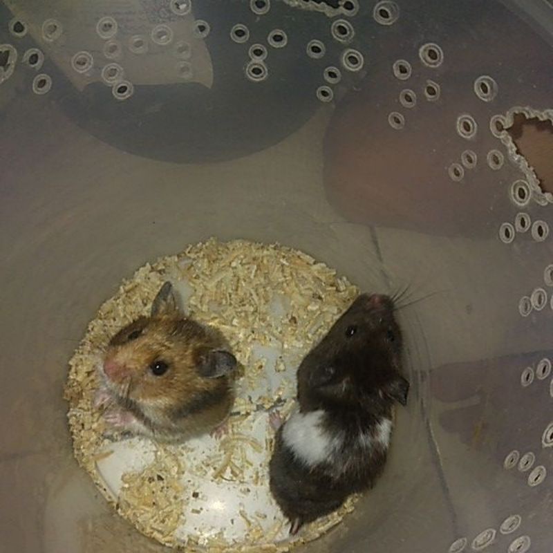 indukan hamster syiria