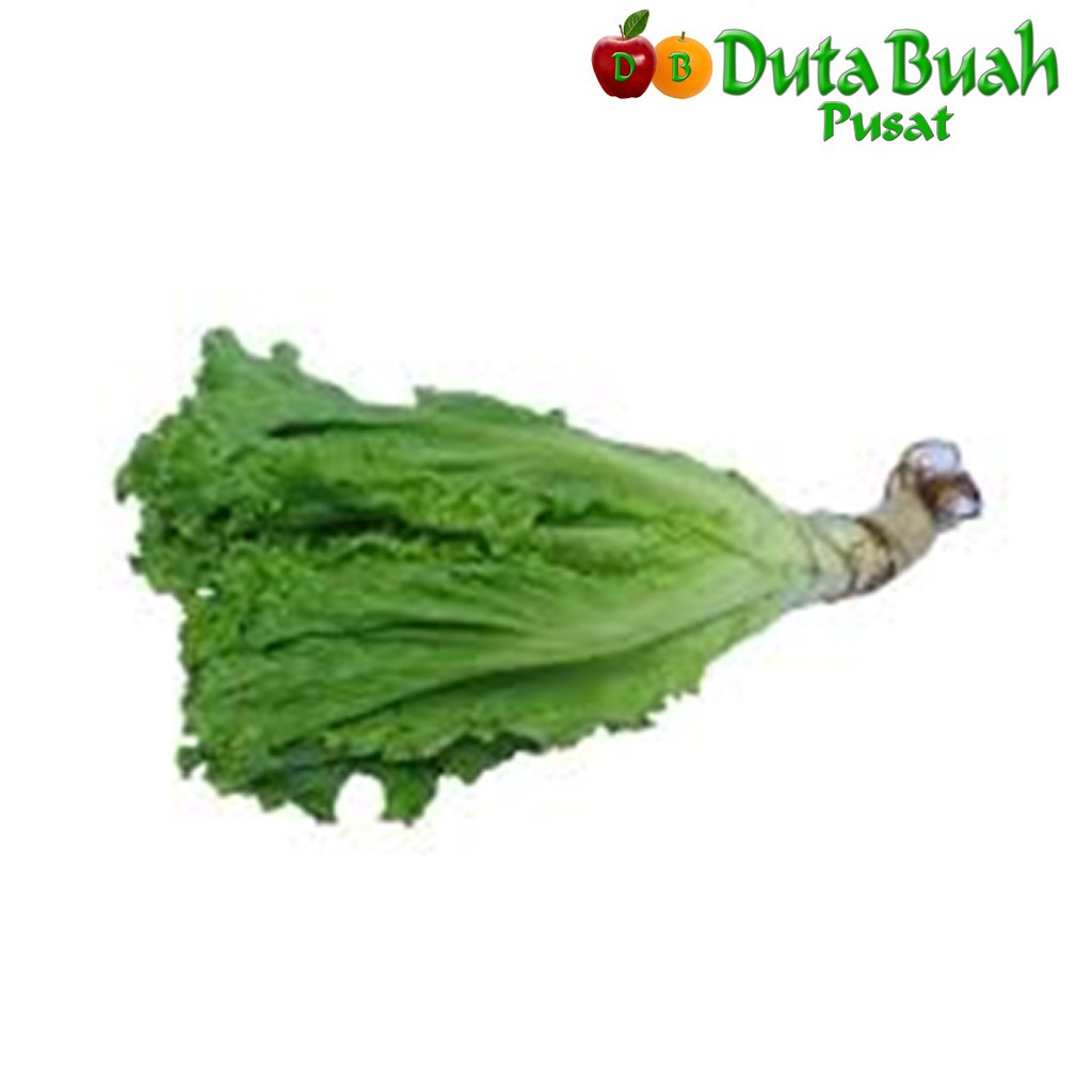 

DUTA BUAH Selada Kriting Hydroponik (250g)