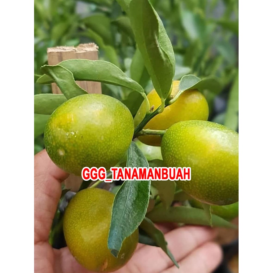 Bibit Jeruk Nagami Siap Berbuah Super Okulasi