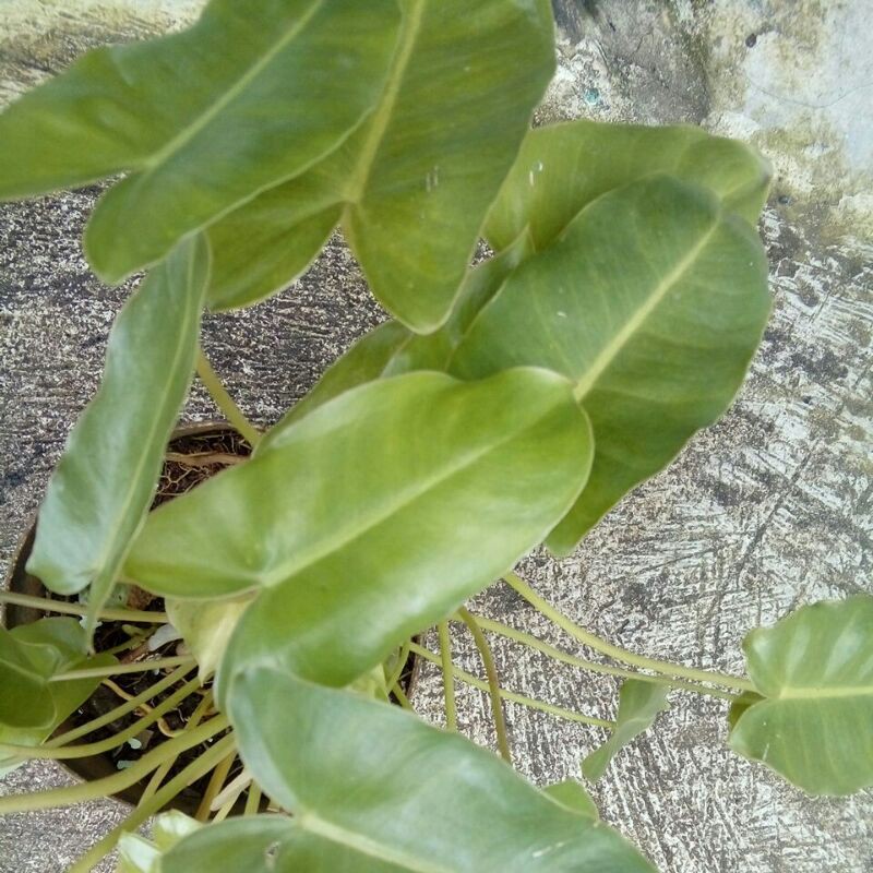 philodendron burlemarx