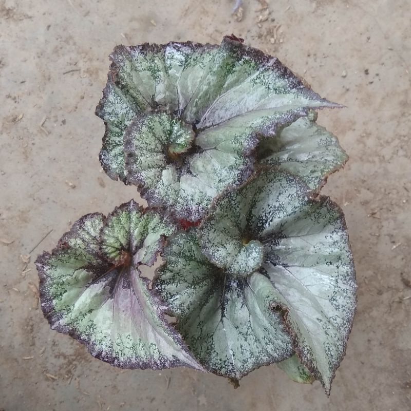 begonia keong violet