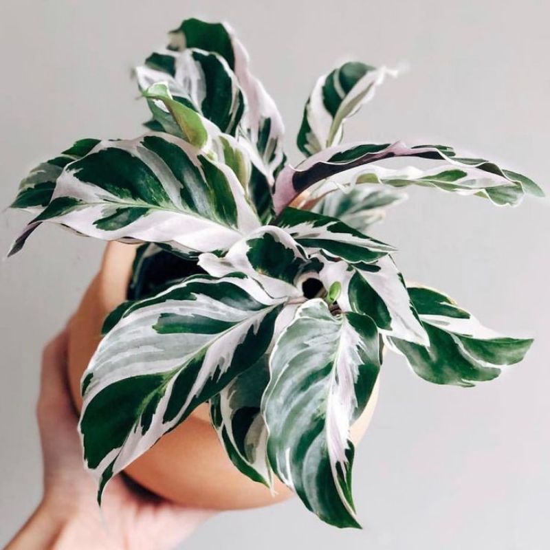 TANAMAN HIAS CALATHEA WHITE FUSION - CALATHEA TISSUE