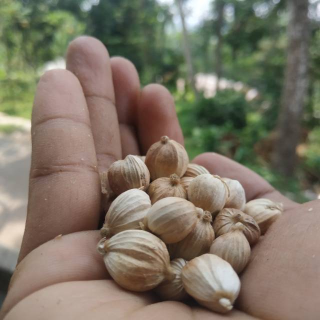 

Kapulaga lokal ( amomum compactum)