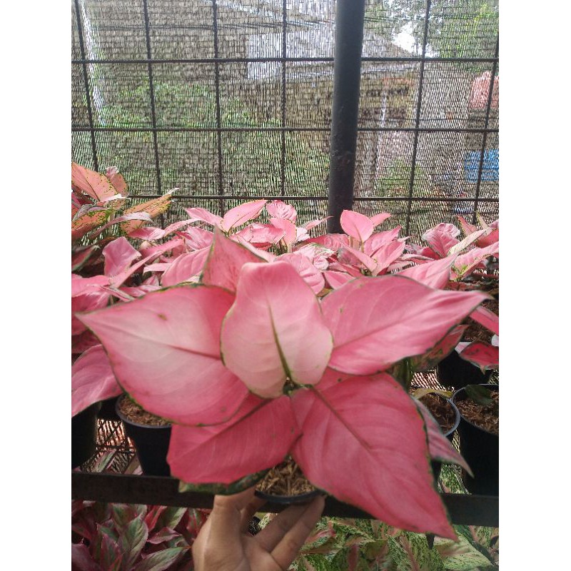 aglo pink Catrina jumbo