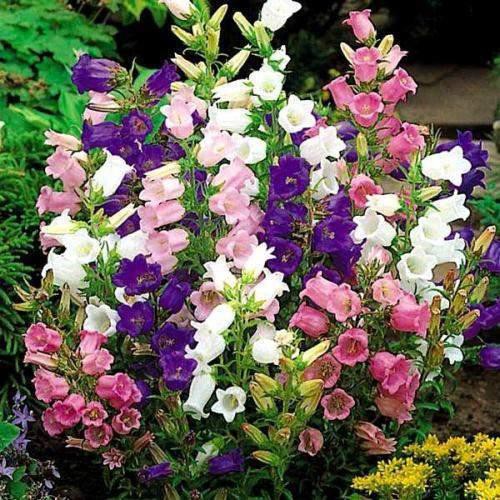 Canterbury Bells Cut Flowers Flowers Lover