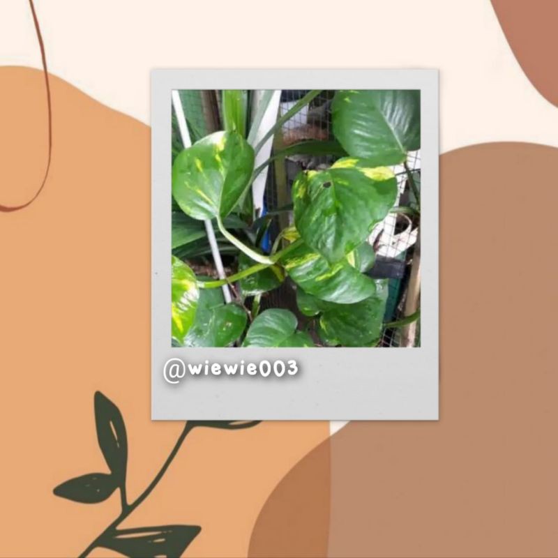 Sirih Gading varigata hijau kuning