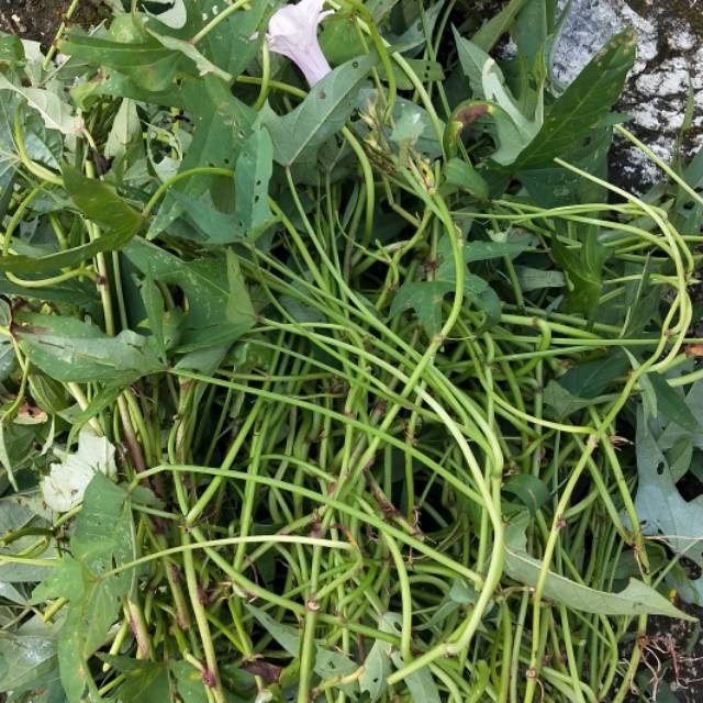 BIBIT UBI UNGU / Stek Bibit ubi ungu asli bandrorasa