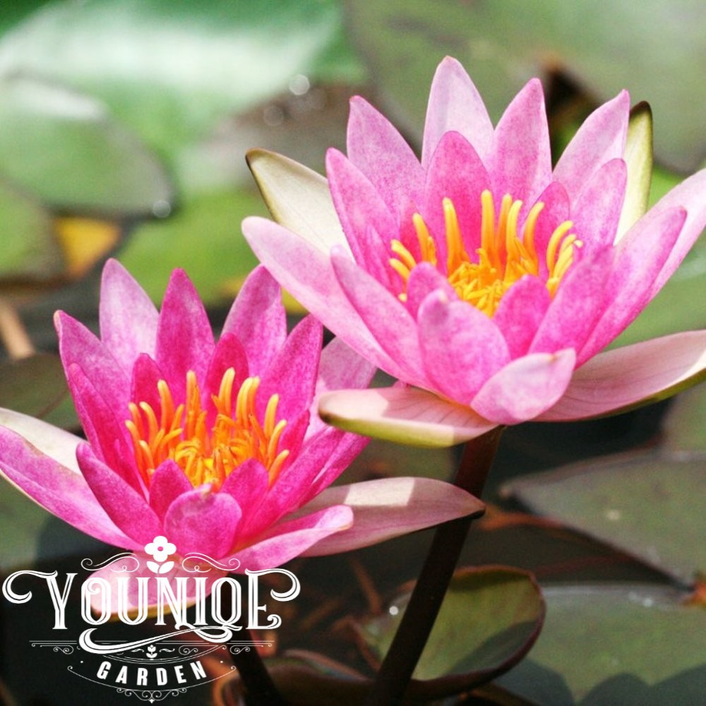 Tanaman Bunga Teratai Rubra Merah Red Water Lily Night Bloomer