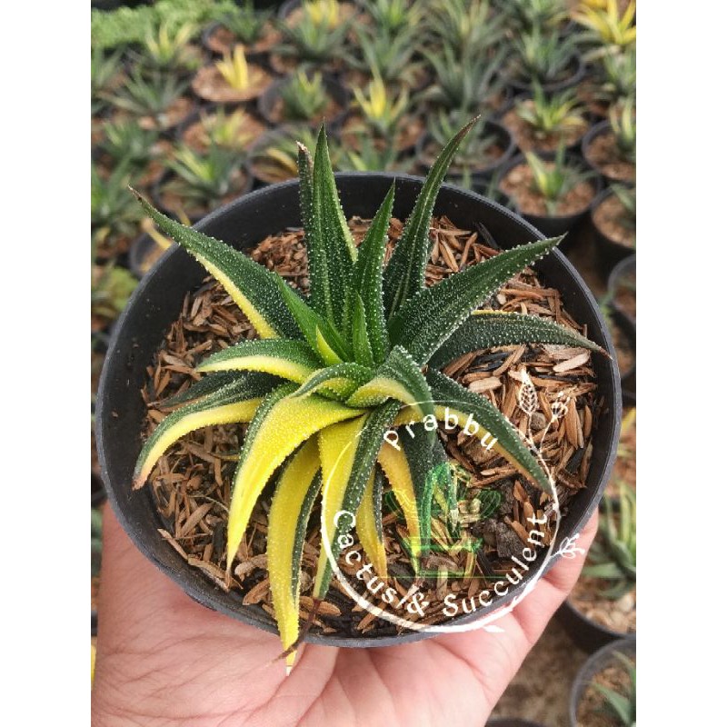 Kaktus Sukulen Haworthia Radula varigata