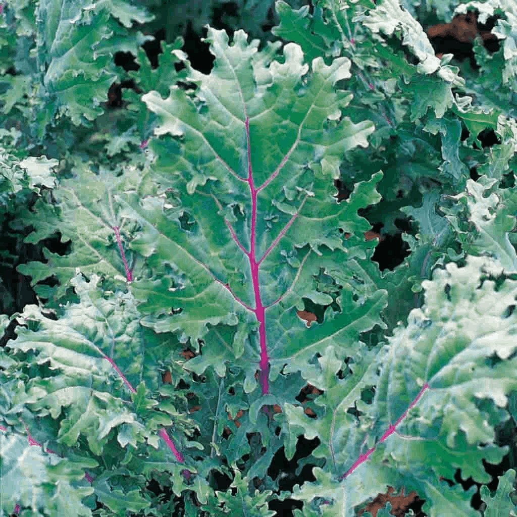 10 Bibit Kale Red Russian Seed Benih Sayuran Kale Red Ursa Super Tanaman Sayur Unggul Berkualitas