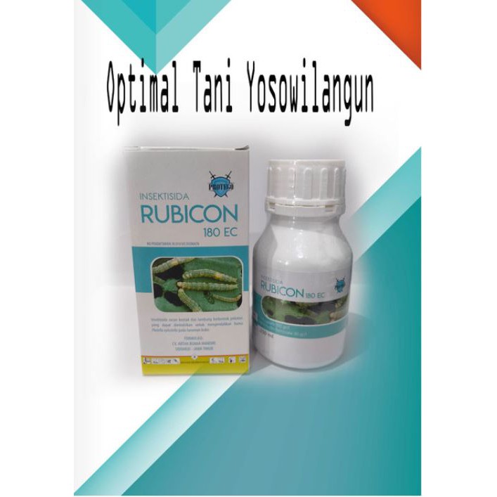 Insektisida Rubicon 250 ml pembasmi hama ulat pada tanaman kubis