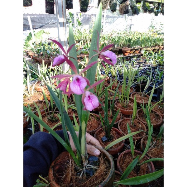 Angrek Brassavola Cattleya-Bunga pink-katleya realpick Niming tanamanhias