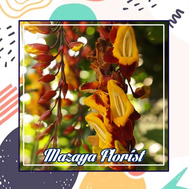 Tanaman Hias Thunbergia / Bunga Merambat