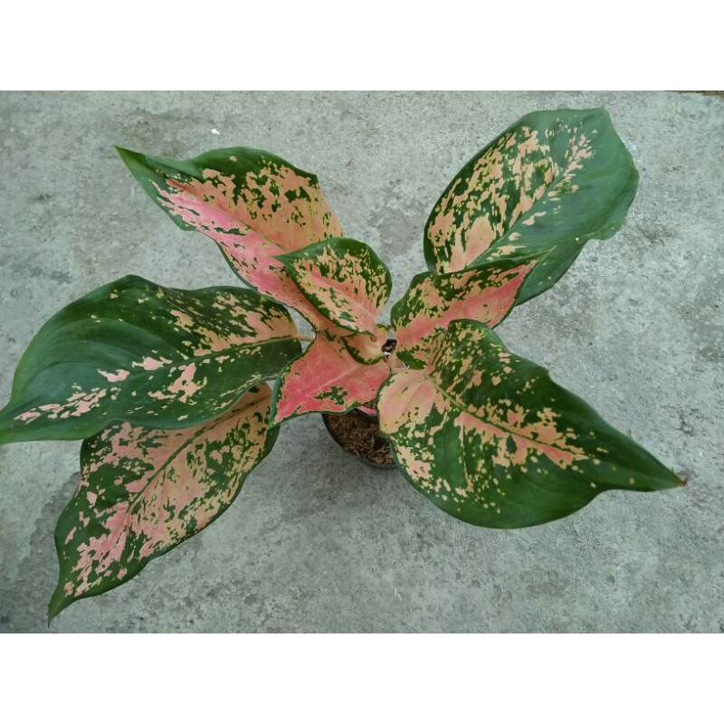 tanaman hias aglaonema kochin dewasa