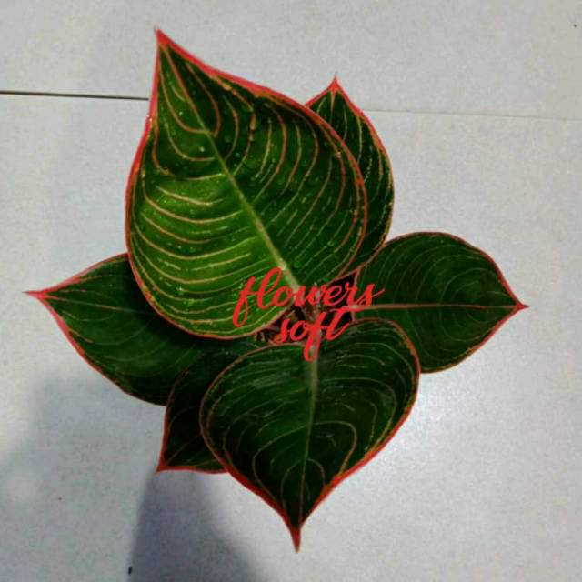 Aglonema Lipstik Greg