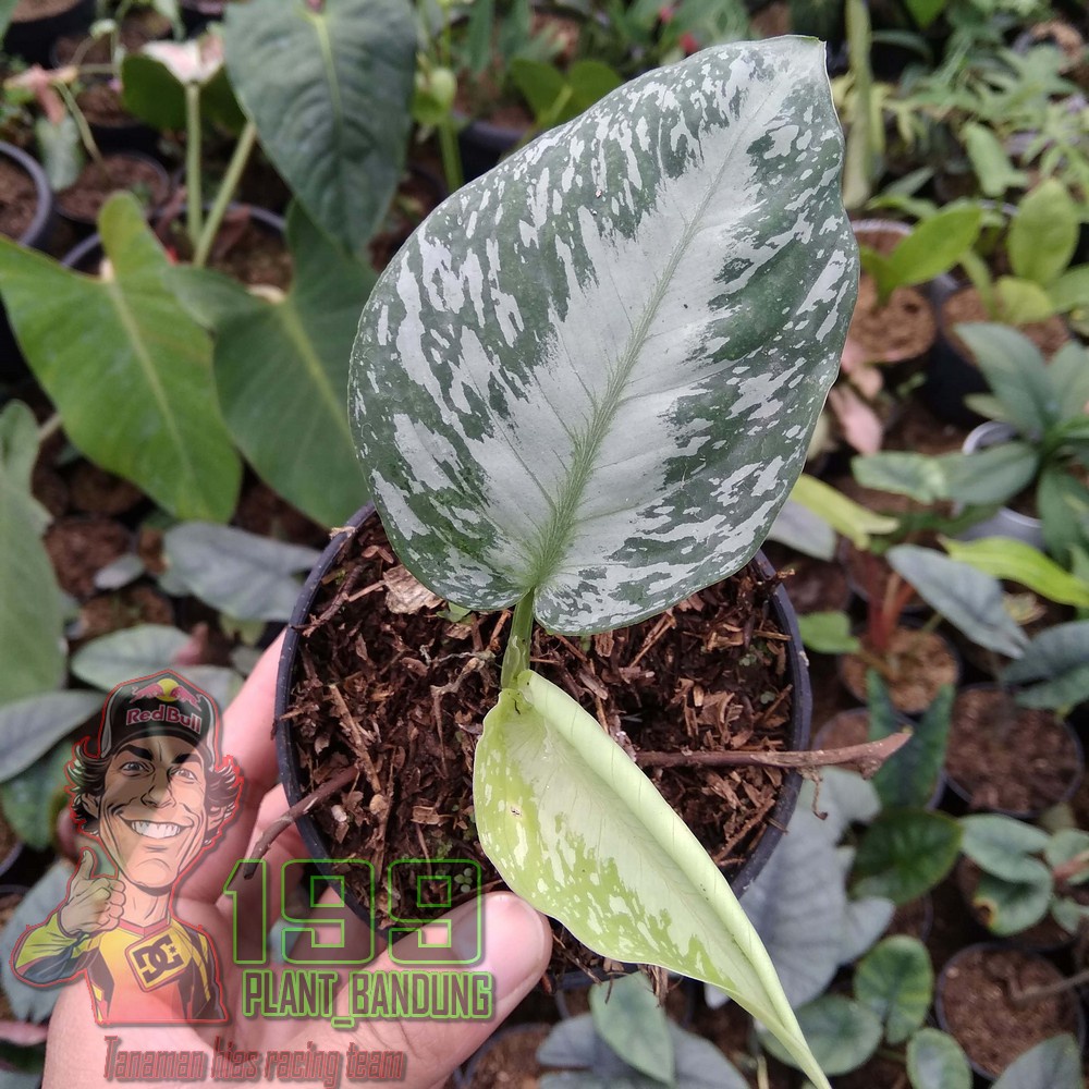 Tanaman hias schismatoglottis sp