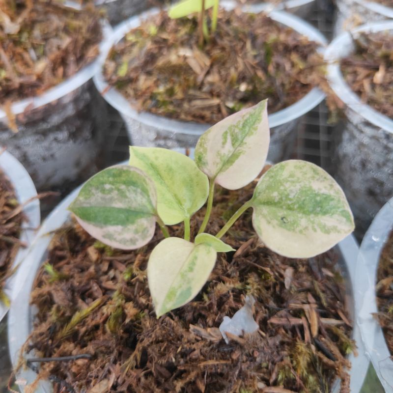 Hookeri variegata Pink/Hokeri pink(bibit)