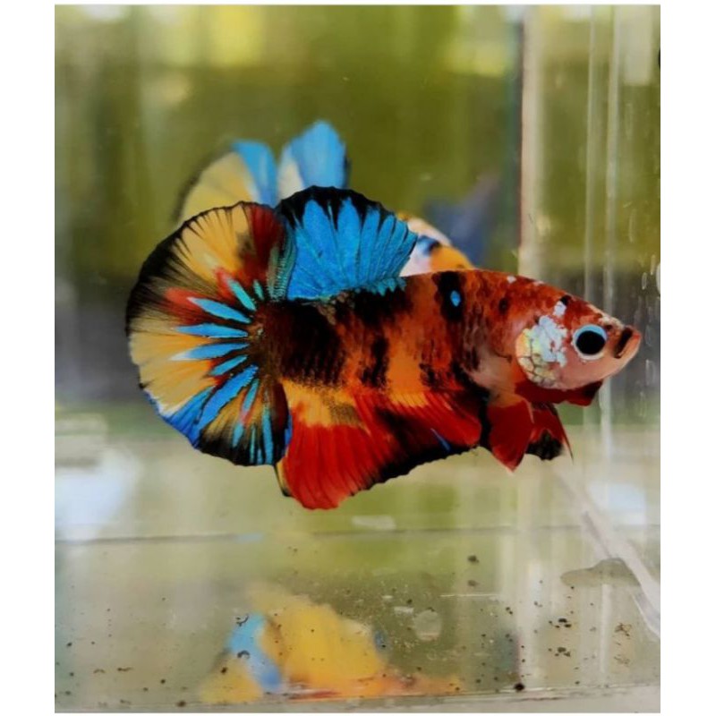 

ikan cupang/betta nemo/galaxy/muti colour/candy